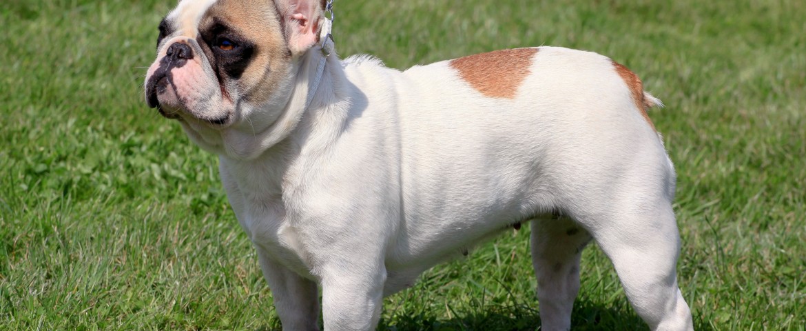 Französische Bulldogge Haustierratgeber.de