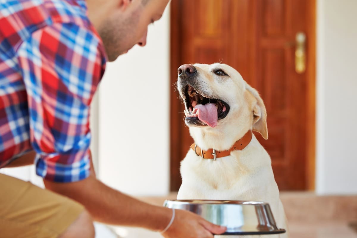 excitation Mindst Perioperativ periode Anallergenic Hundefutter – Die 16 besten Produkte im Vergleich -  Haustierratgeber Ratgeber