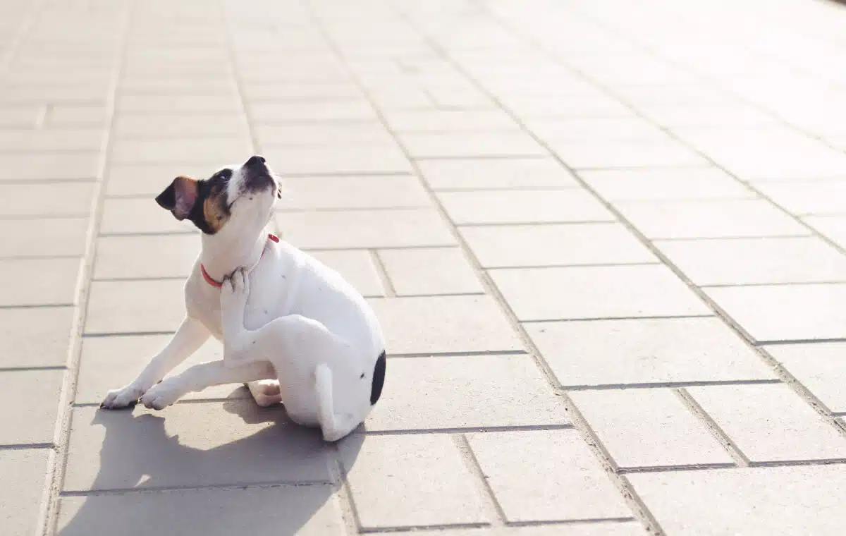 Flohhalsband Hund Seresto