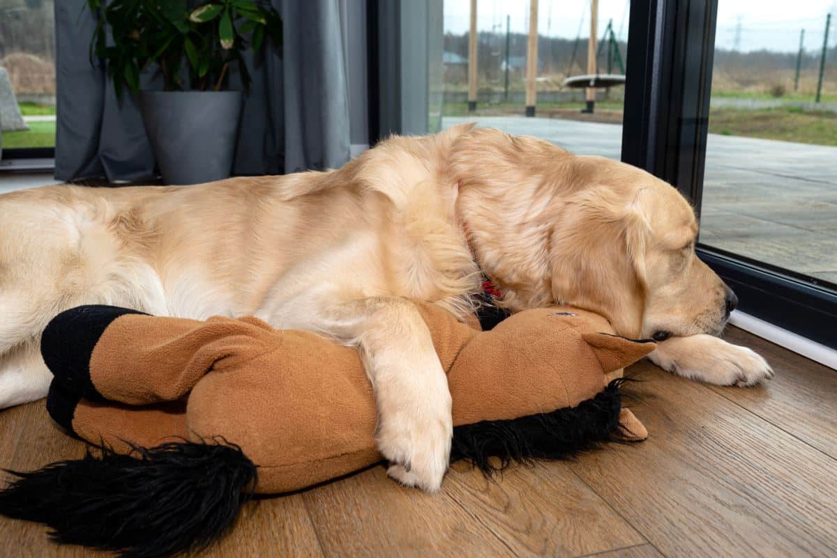 Anti Stress Ente Für Hunde - Kuscheltier Mit Quietscher 26x23cm