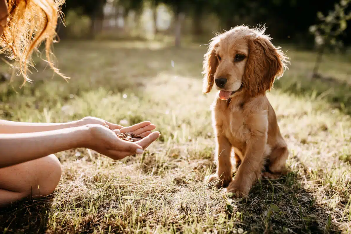 Rinderkopfhaut für Hunde
