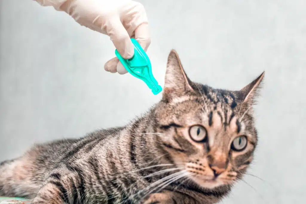 Katze Lässt Sich Spot On Nicht Auftragen www.haustierratgeber.de