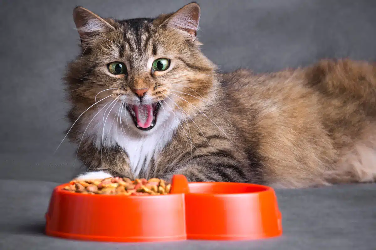 Wilderness Katzenfutter