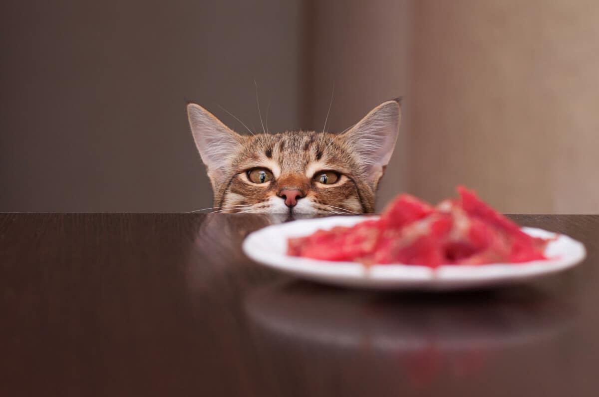 Wilderness Katzenfutter
