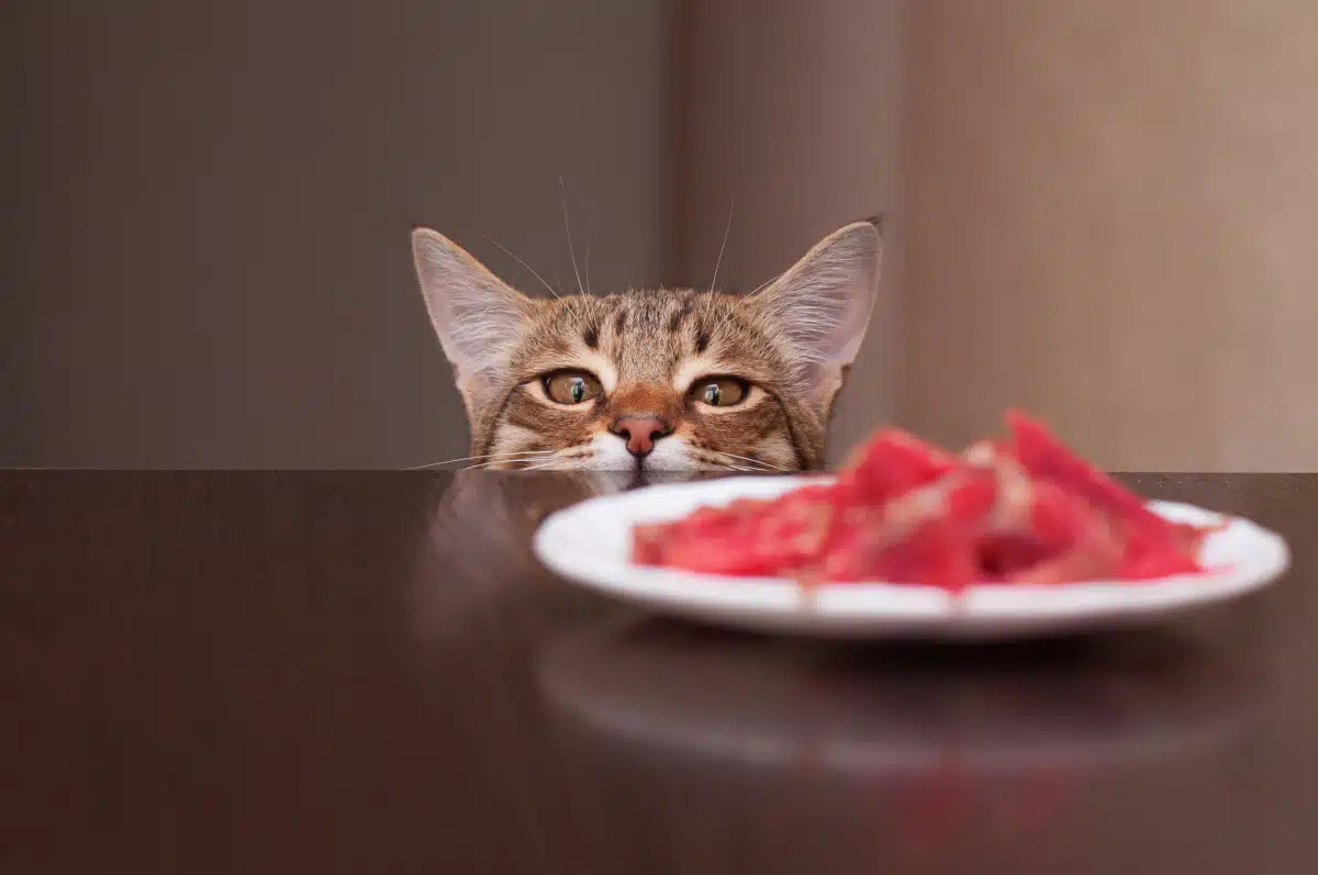 Wilderness Katzenfutter