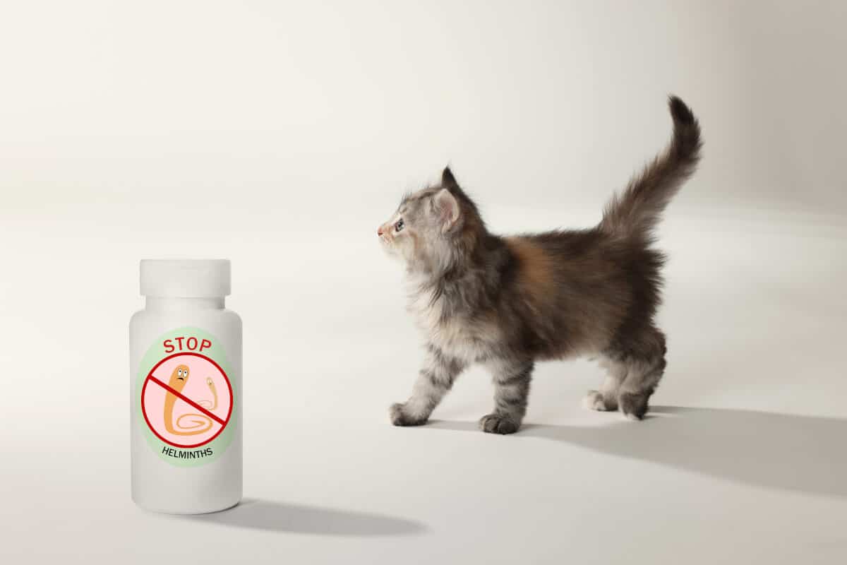Wurmkuren für Katzen