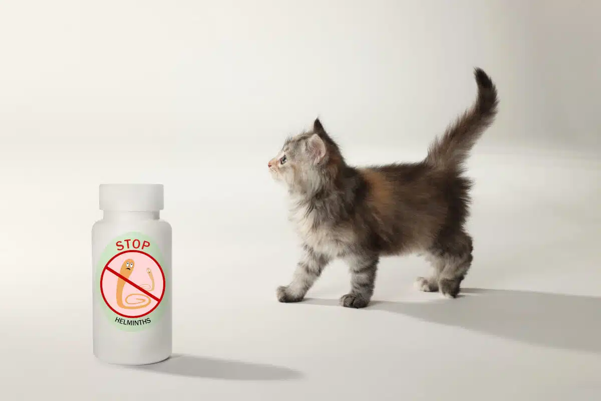 Wurmkuren für Katzen