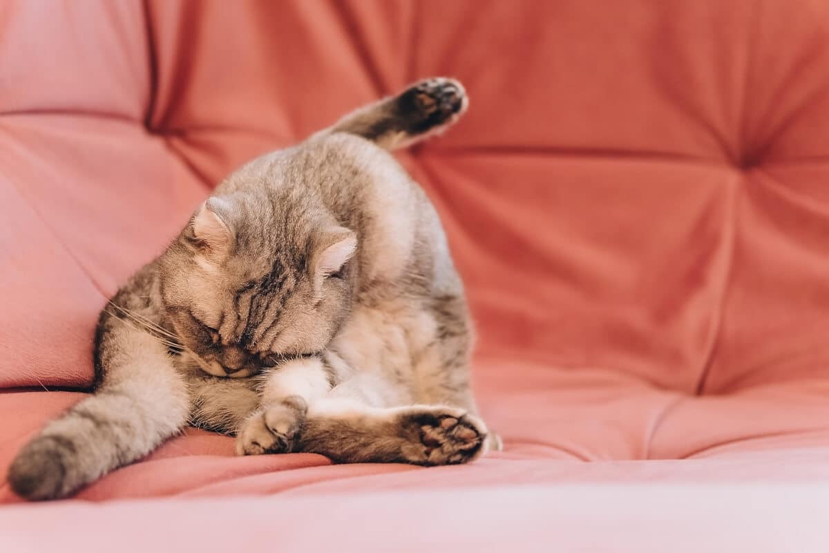 Wurmkuren für Katzen