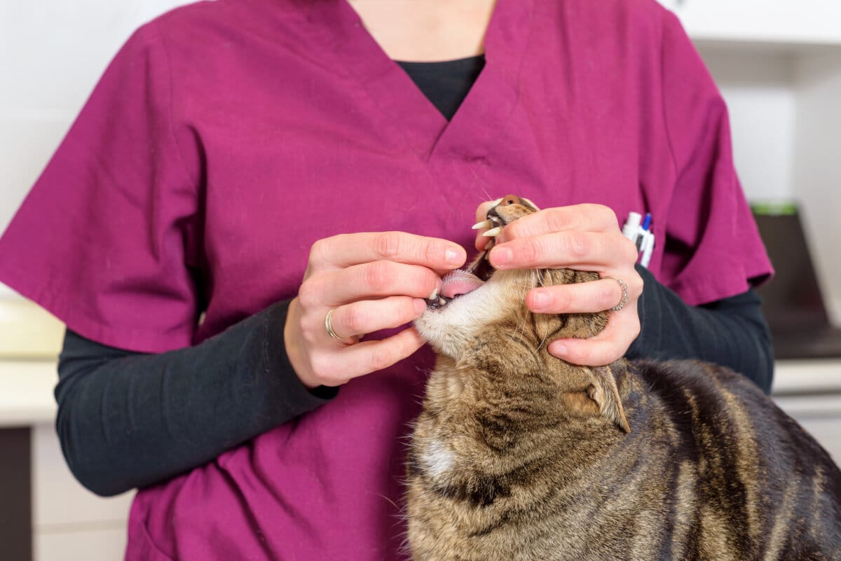 Wo Bekomme Ich Eine Wurmkur Für Katzen Her Die 16 besten Wurmkuren für Katzen hier im Überblick – Ratgeber