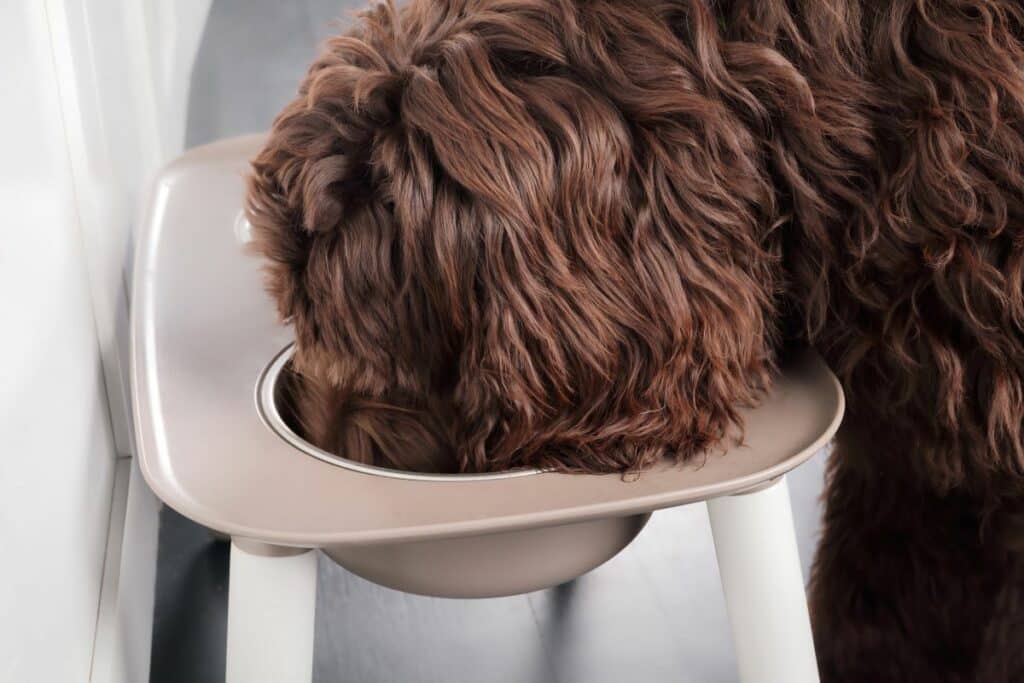 Hundefutter mit Pferd