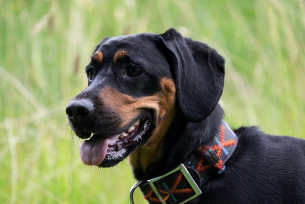 Hundehalsband 5 cm Breit