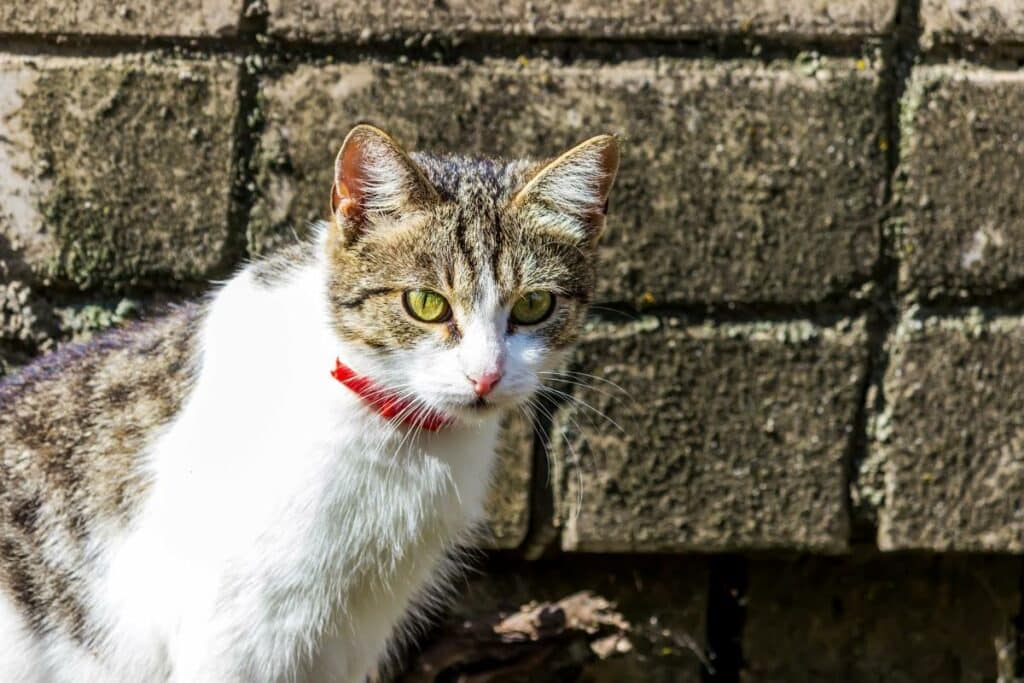 Katzenhalsbänder