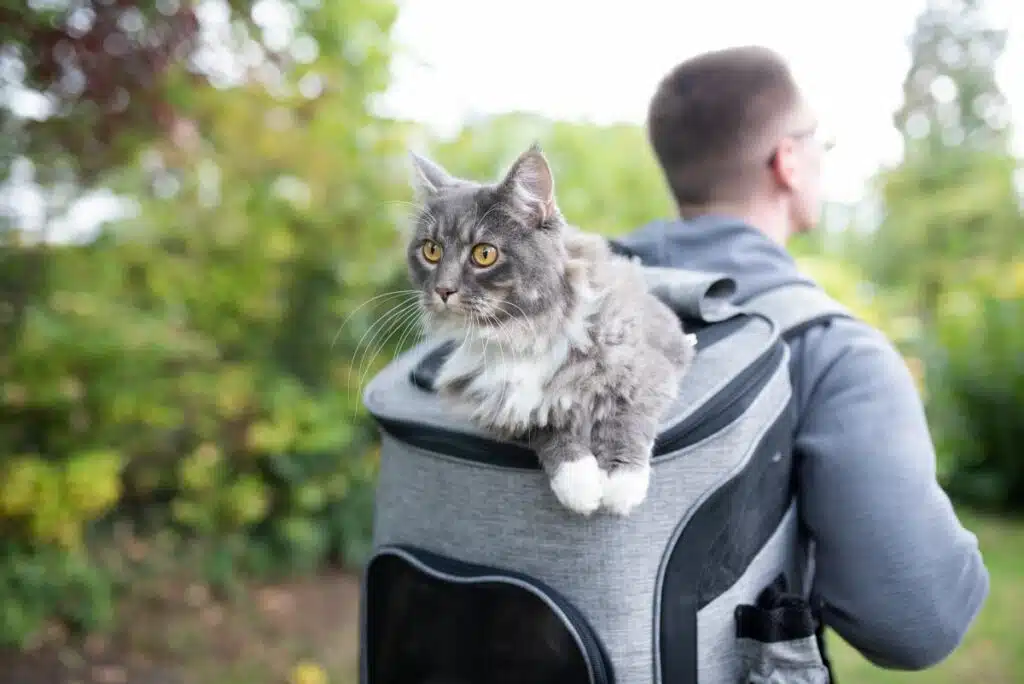 Katzenrucksack Groß (