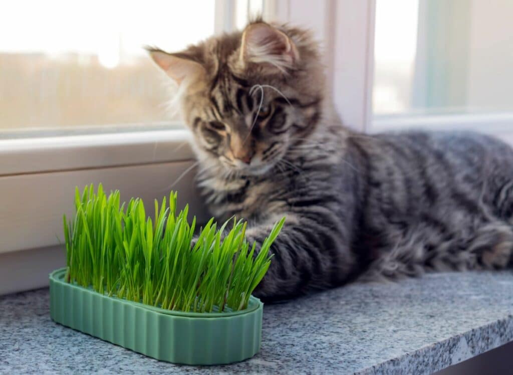 katzengrassamen