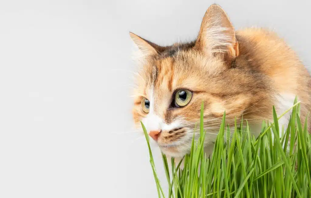 katzengrassamen