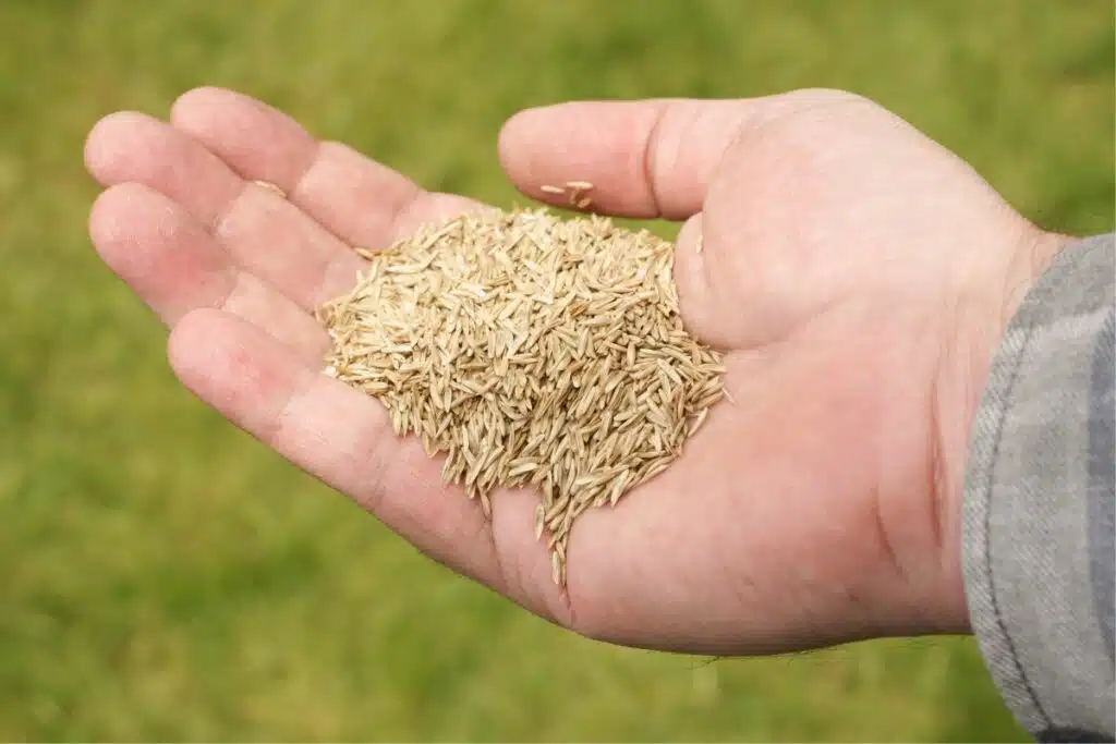 katzengrassamen