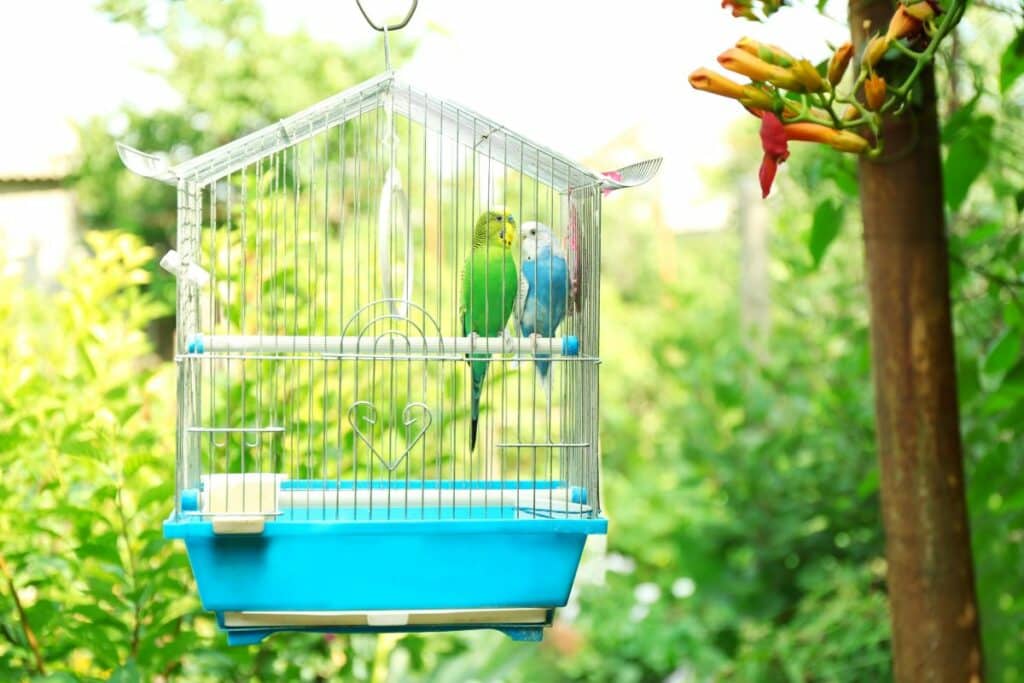 vogelkäfige wellensittich