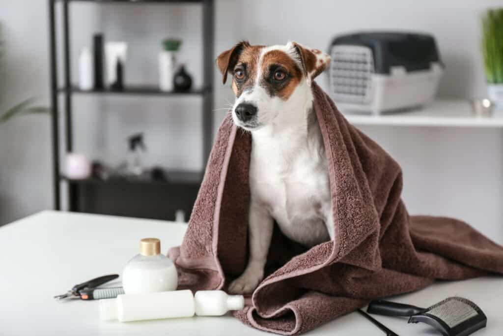 Flohshampoos für Hunde