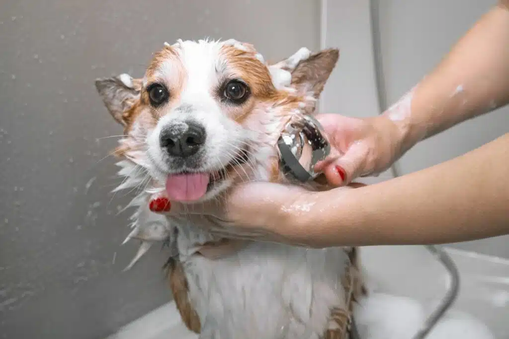 Flohshampoos für Hunde