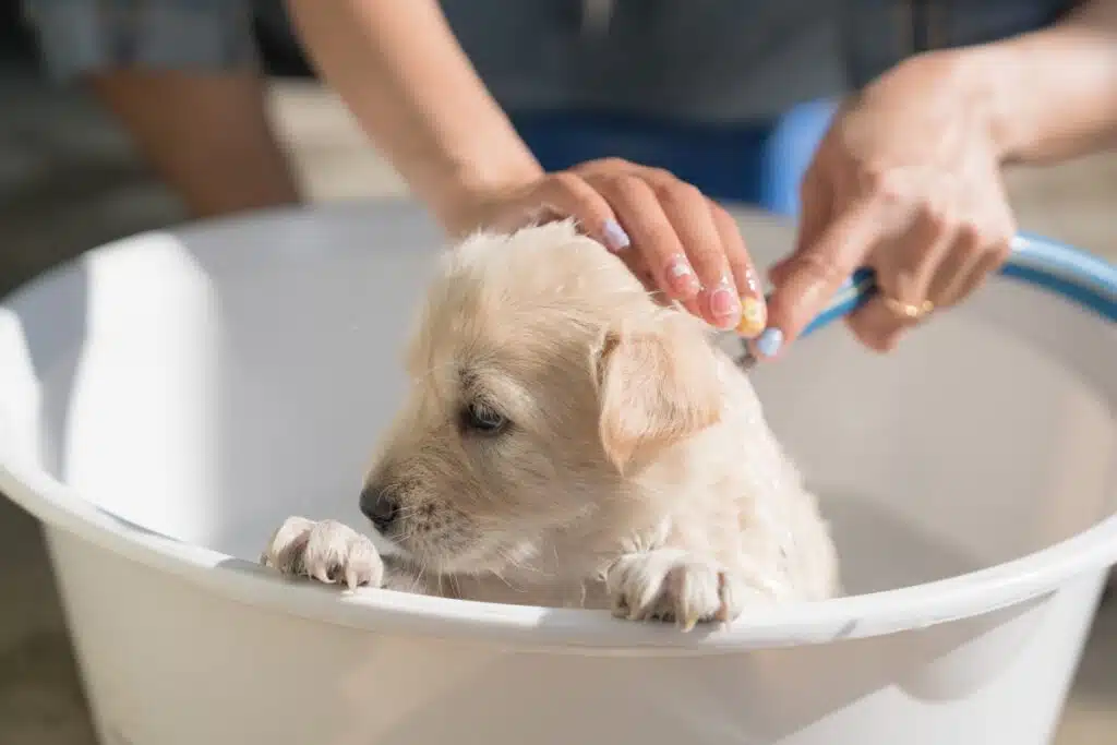 Flohshampoos für Hunde