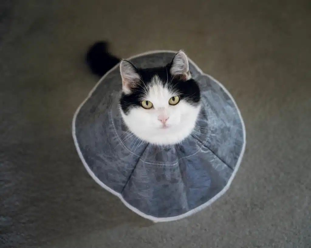 Halskrausen für Katzen