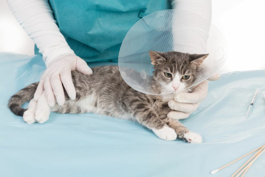 Halskrausen für Katzen