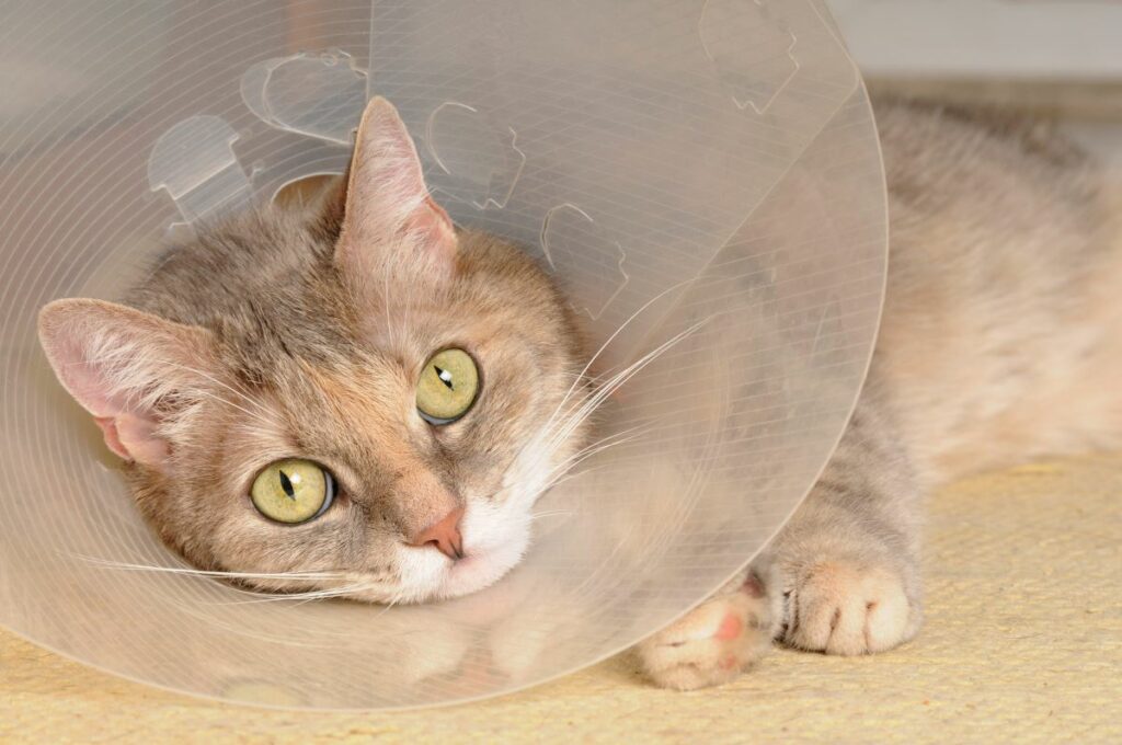 Halskrausen für Katzen