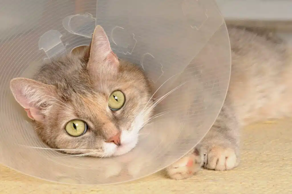 Halskrausen für Katzen