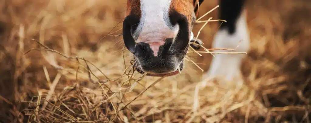 mangan pferd