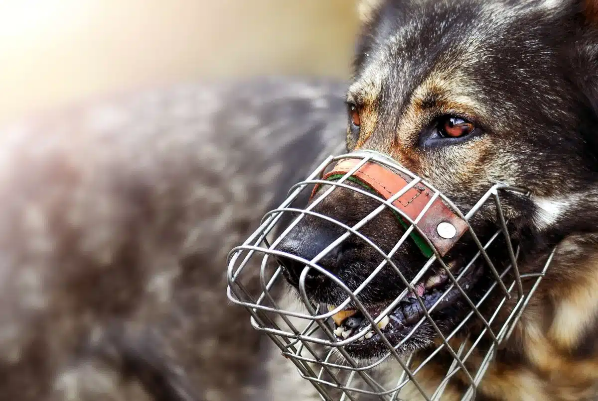 Welche Hunde Müssen Einen Maulkorb Tragen Die 8 besten Maulkörbe für Hunde - Ratgeber