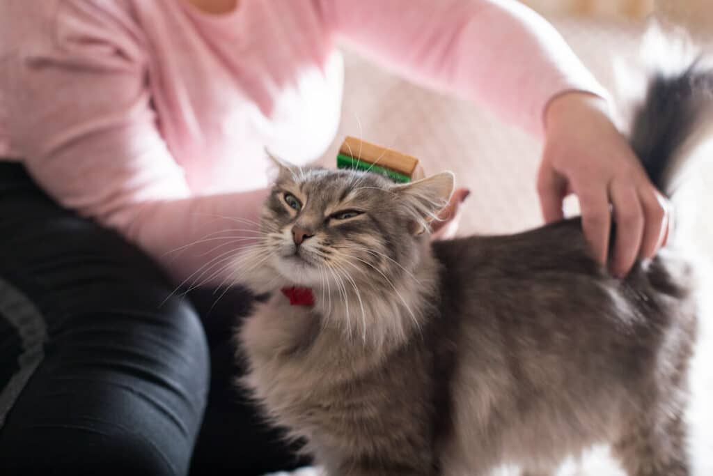 Katzenhaarbürste