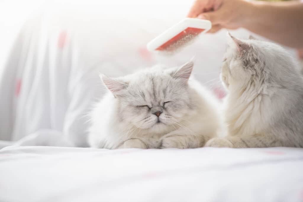Katzenhaarbürste