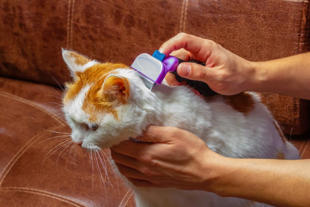 Katzenhaarbürste