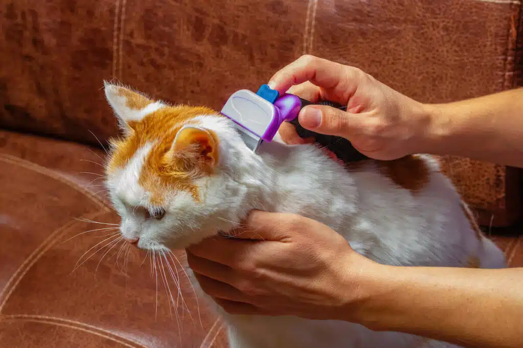 Katzenhaarbürste