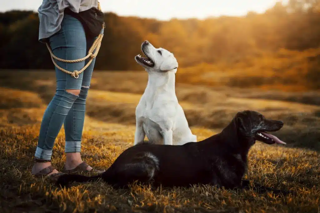 bauchtasche hundetraining