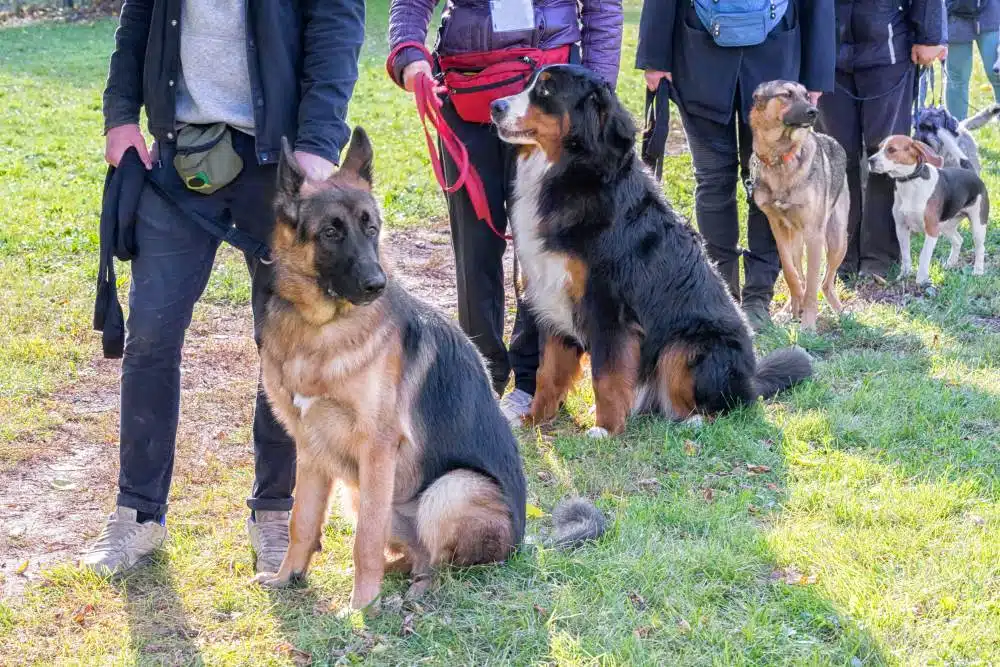 bauchtasche hundetraining