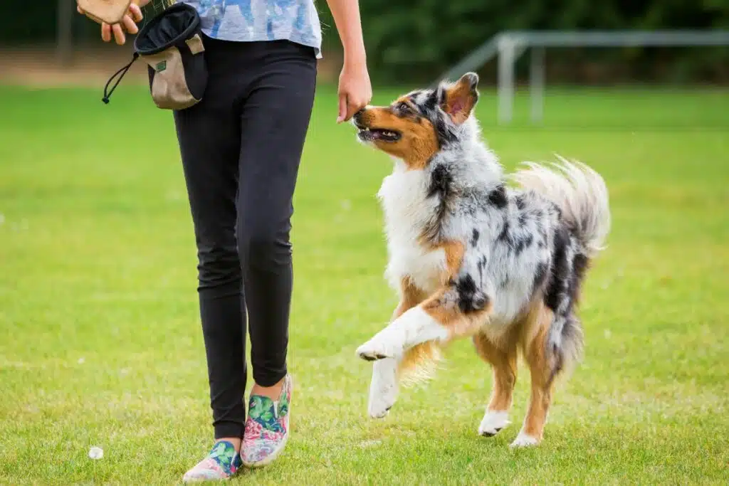 bauchtasche hundetraining