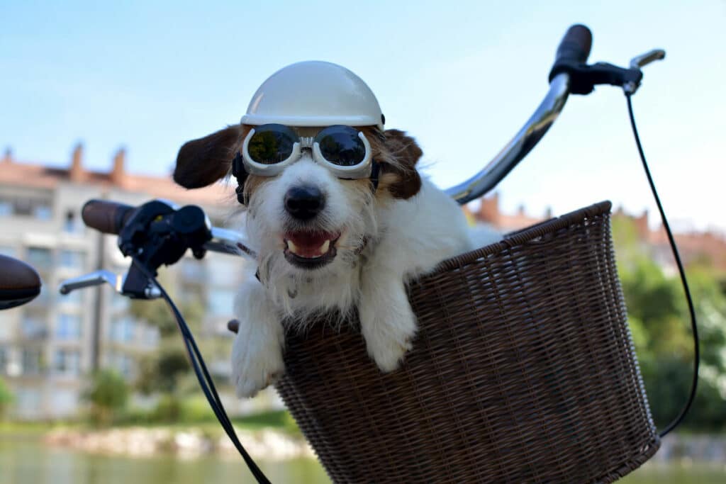 fahrradkorb-hund-vorne-15-kg (2)