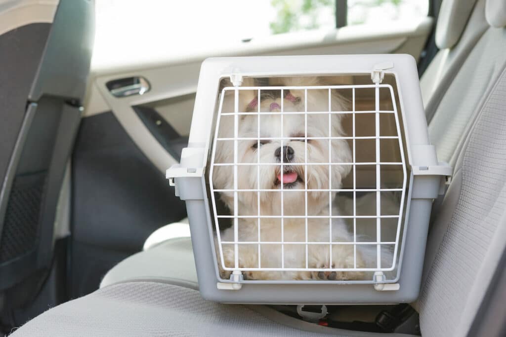 Hundebox Rücksitz Isofix