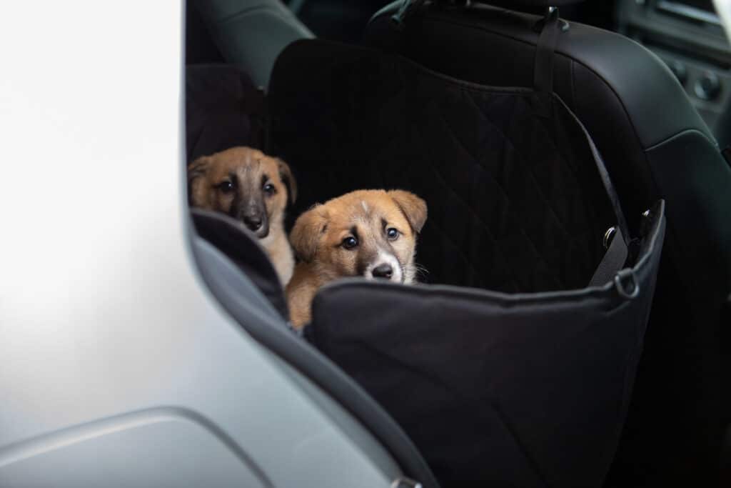 Hundebox Rücksitz Isofix