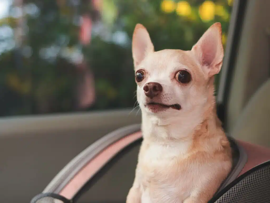Hundebox Rücksitz Isofix