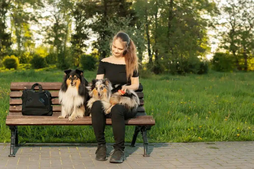 hundebürste langhaar