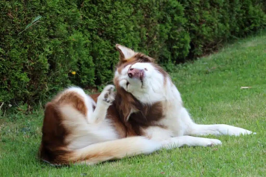 hundefutter-allergie-juckreiz (3)