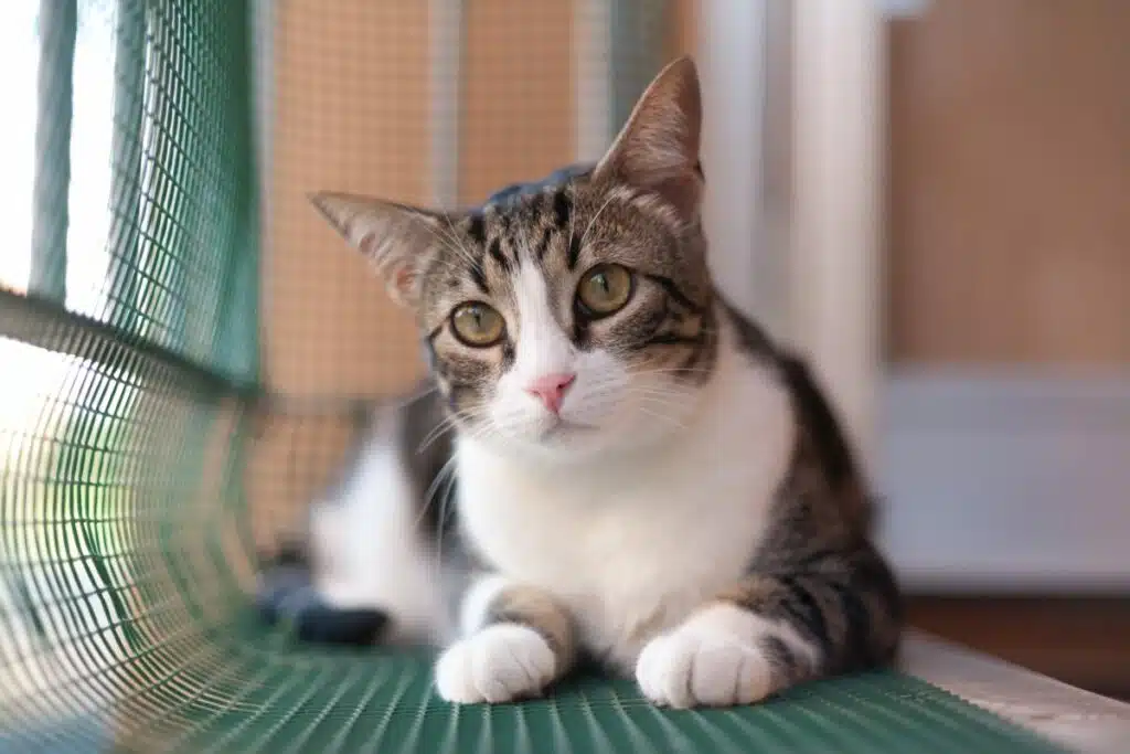 katzennetz ohne bohren balkon