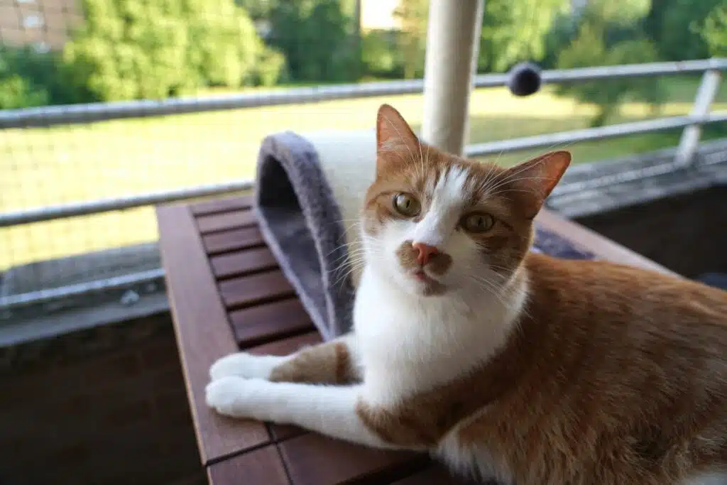 katzennetz unsichtbar