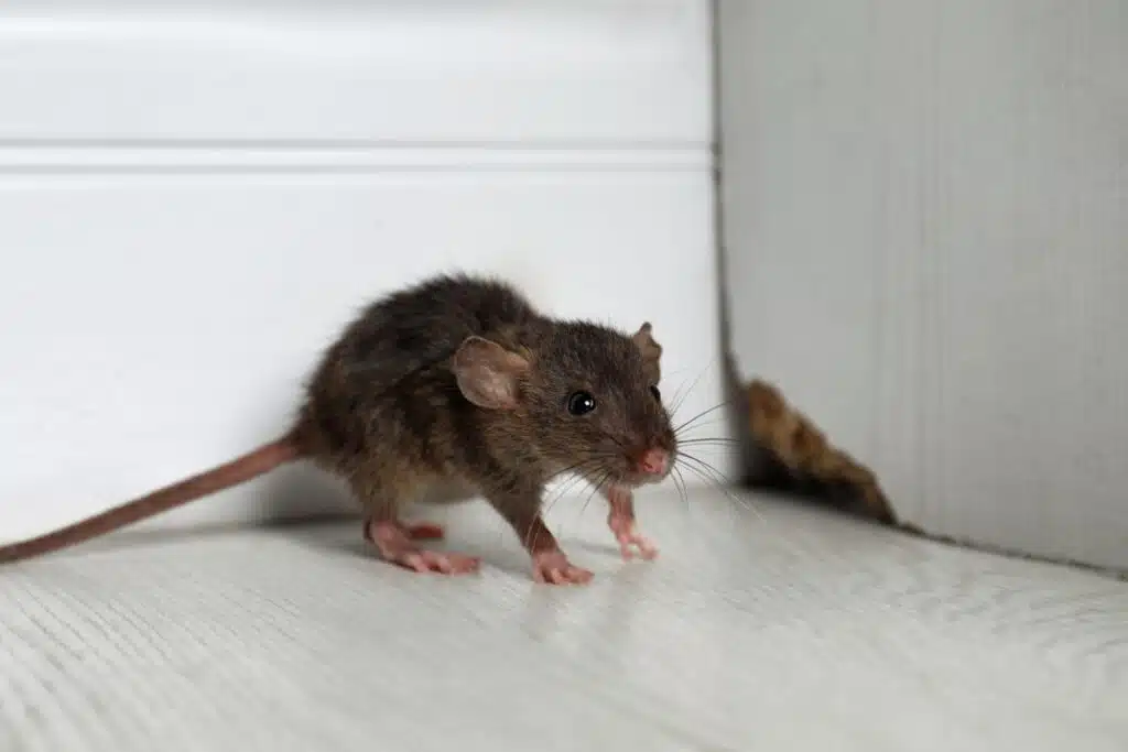 mäuse vertreiben ultraschall