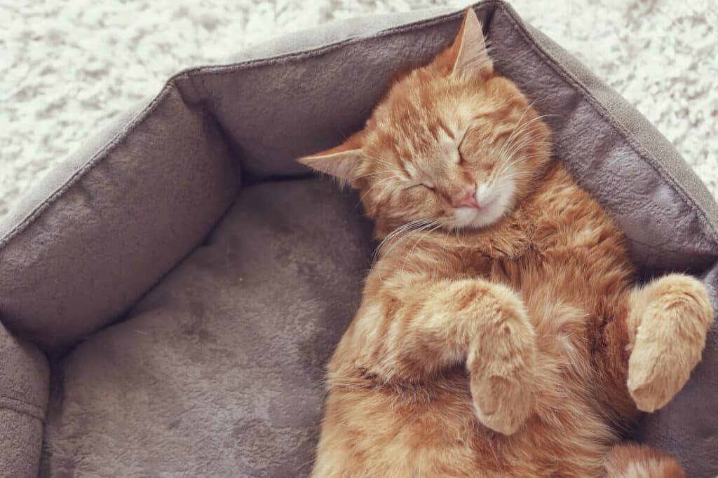 schlafmittel-katzen (3)