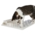 Trixie 4590 Cat Activity Fun Board, 30 × 40 cm, weiß - 4