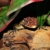 Wurzel Mangrovenwurzel Holz Treibholz für Terrarium Aquarium Zubehör Garten Deko Reptilien Echtholz 40 - 80 cm 100 % Natur *alles Einzelstücke* - 9