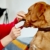 Vet's Best Hunde Zahnreinigungstücher 50 Stück - 3
